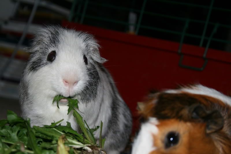 Piggies039.jpg