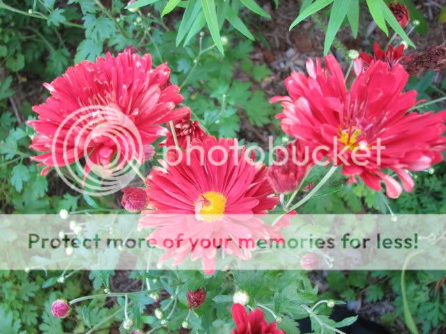chrysantheme rubellim Dushesse Edimburg IMG_2515