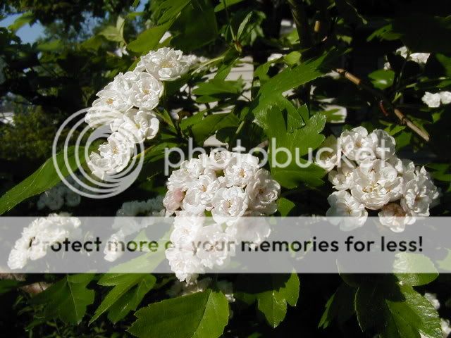 photos  arbres et arbustes en fleurs Aubepine2