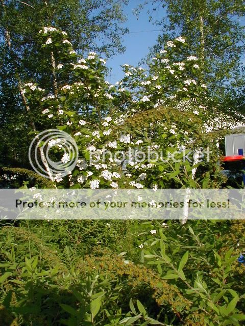 photos  arbres et arbustes en fleurs Aubepine3