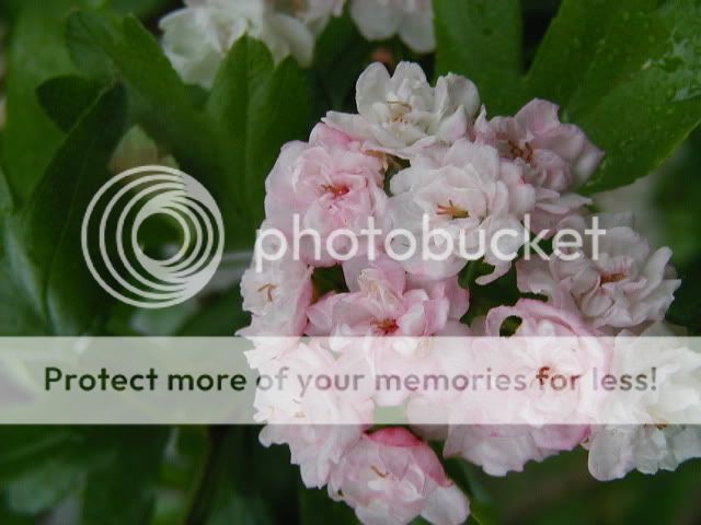 photos  arbres et arbustes en fleurs Aubepine8