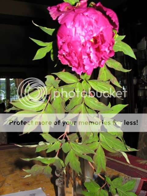 pivoine arbustive - Page 2 IMG_3714