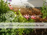 Lilium asiatique Th_lysroses