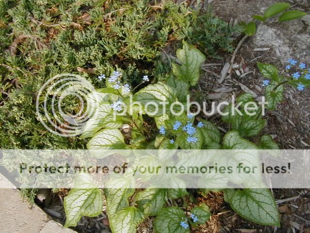 Brunnera macrophylla Brunnerajackfrost