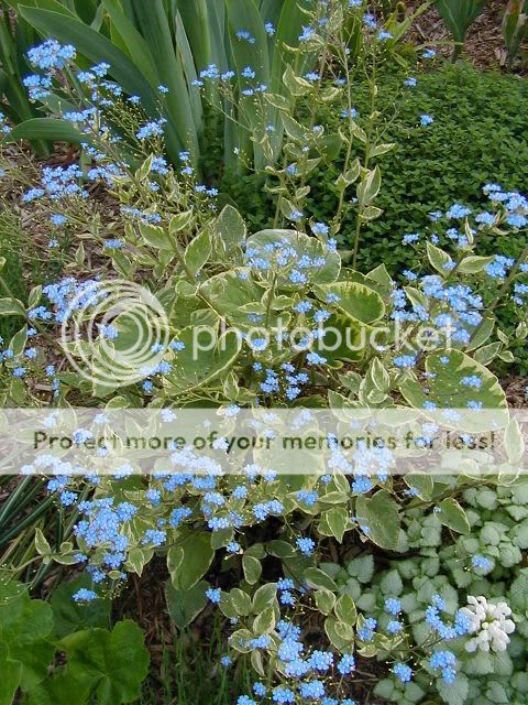 Brunnera macrophylla hadspen cream ???? Image Brunneramyosotis5