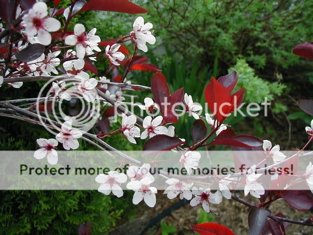 photos  arbres et arbustes en fleurs PrunusXcistei2