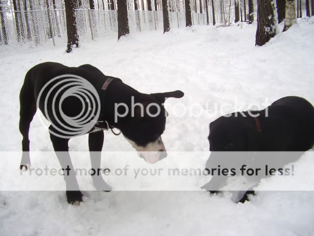 Ismo and snow PA160151