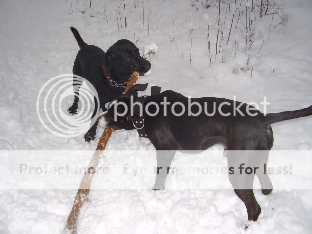 Ismo and snow PA160174