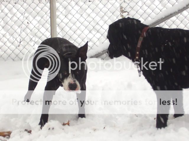 Ismo and snow PA160181