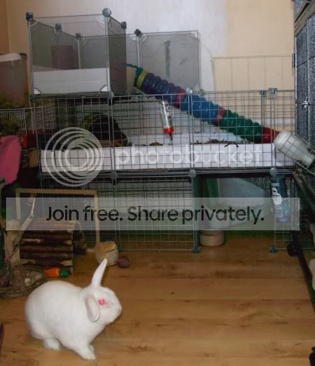 2010-05-22rabbits.jpg