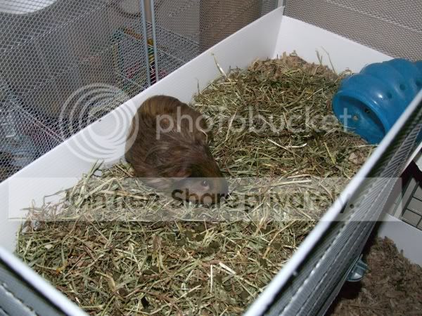2010-05-22roger2.jpg