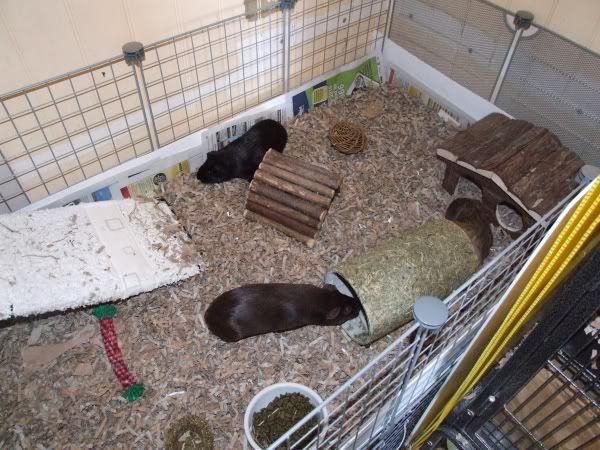 2010-06-12pigs.jpg