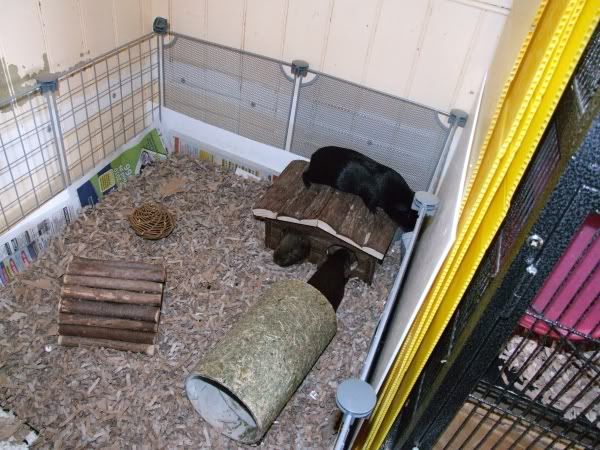 2010-06-12pigs10.jpg