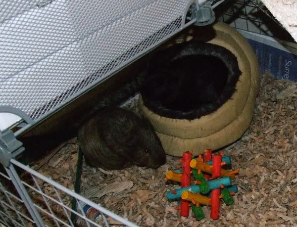 2010-06-12pigs3.jpg
