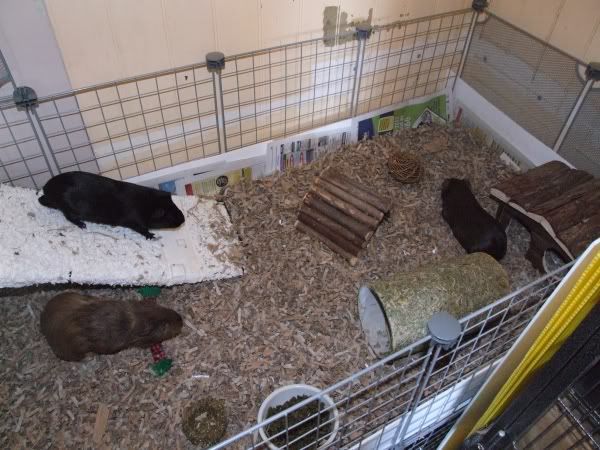 2010-06-12pigs5.jpg