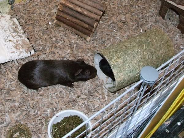 2010-06-12pigs7.jpg