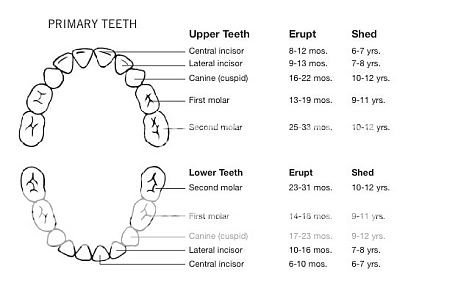 Anyone's baby get first tooth in not the usual spot? - Miscellaneous ...
