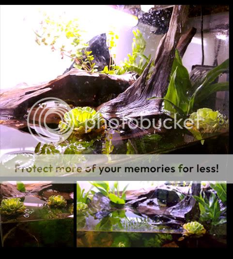 Miracle Grow Water Snake Tank Tank01