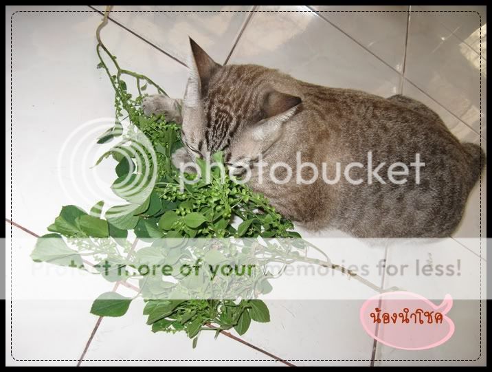 >>--» พานำโชค แมวสุดที่รักมาให้รู้จักจ๊ะ Numchok-001