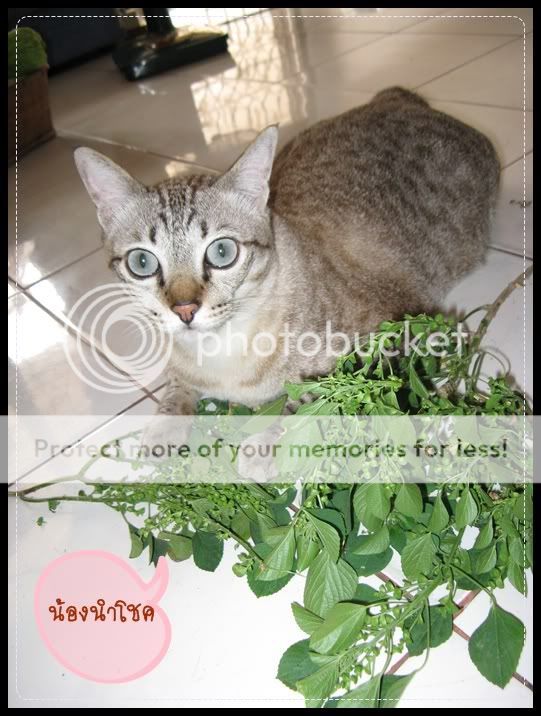 >>--» พานำโชค แมวสุดที่รักมาให้รู้จักจ๊ะ Numchok-002
