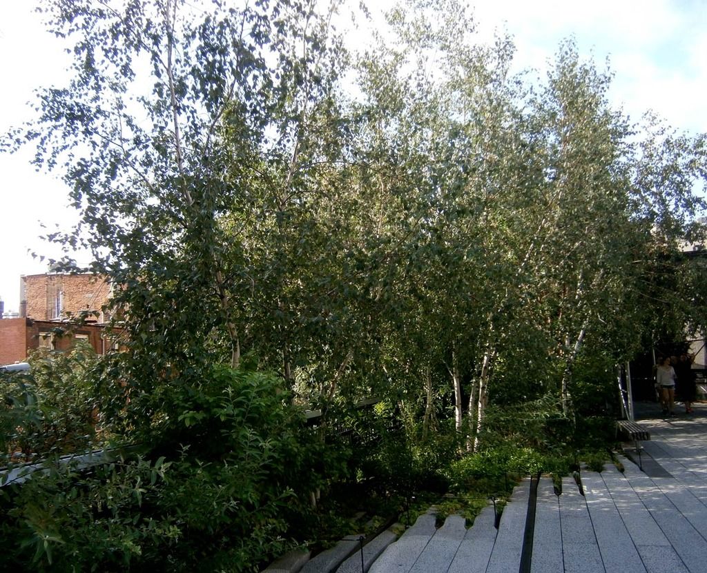 photo 13_Birches_zpsohw2wtpa.jpg