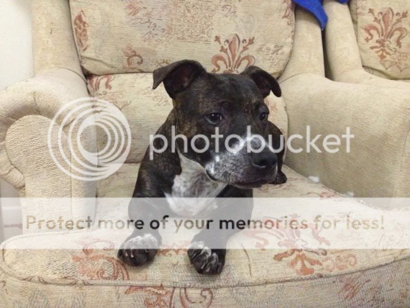 Can I see photos of your Staffy-Crosses? 1017194_10151977220342388_651442775_n_zpscdbc3786