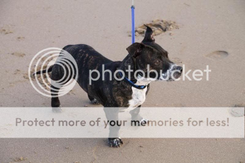 Can I see photos of your Staffy-Crosses? 63522_10151846582367388_476969343_n_zps7774872c