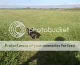 Charlie Vs the long grass Th_IMG_3480_zpsf386e9fb