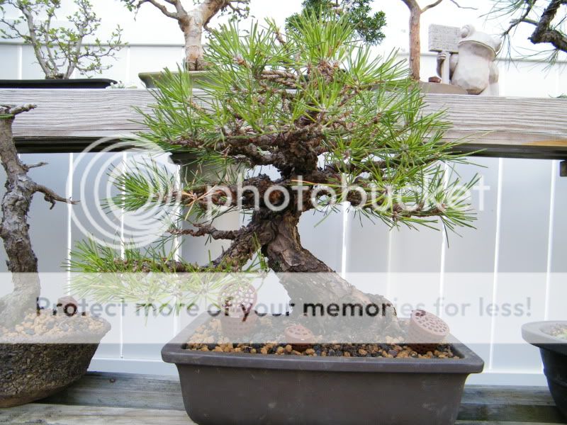 My Humble (very humble) Bonsai Garden............. 2011_0430odoes0020