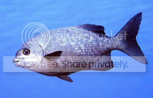 Dreamfish.jpg