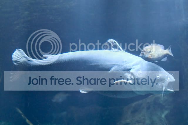 BlueCatfish.jpg