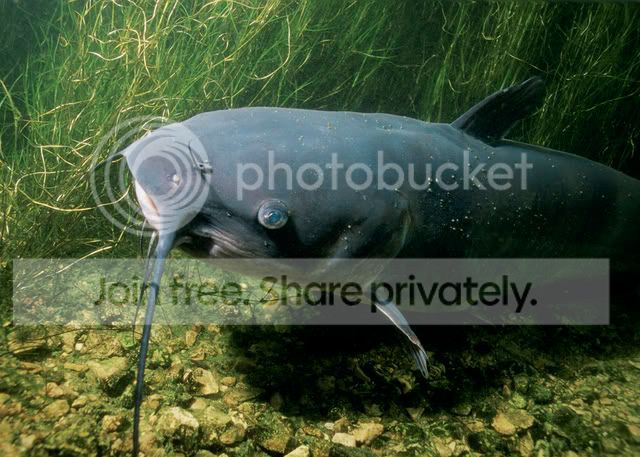 Channel20Catfish.jpg