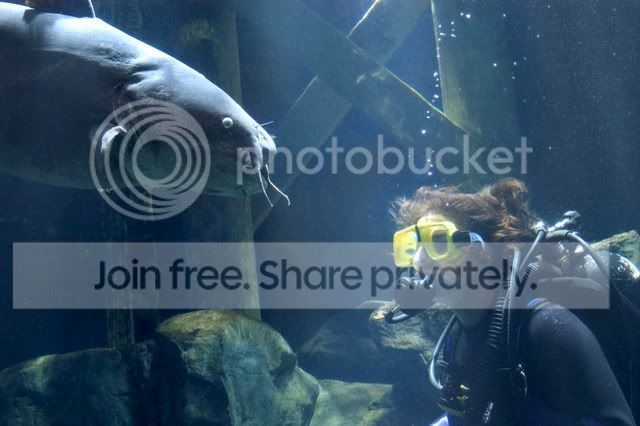 Diver_BlueCat.jpg