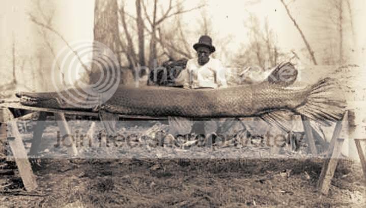 gar.jpg