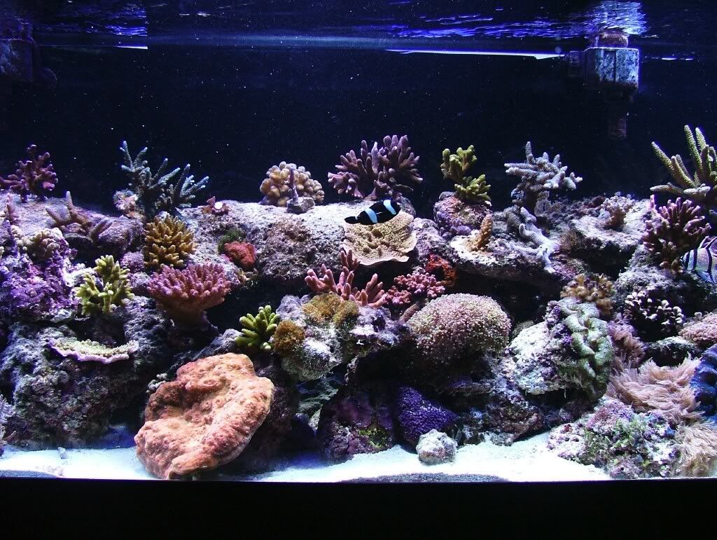 Time To Show Off Your Sps Tank!!!! - Page 4 - Reef Central Online Community