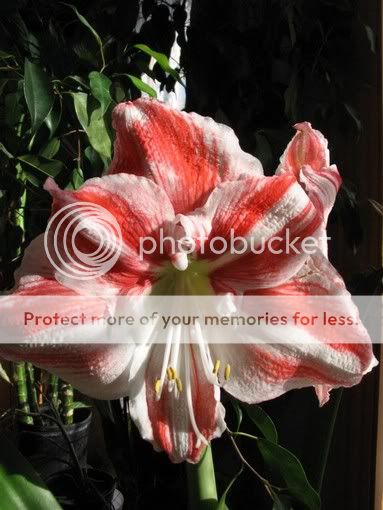 amaryllis 10janvier2006001