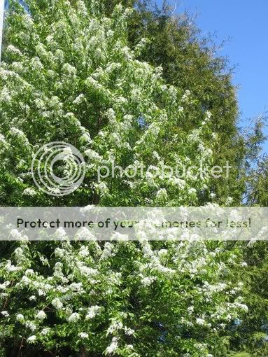 photos  arbres et arbustes en fleurs 19mai2005c001cerisierPennsylvanie