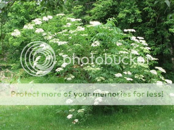 photos  arbres et arbustes en fleurs 29juin2005am001