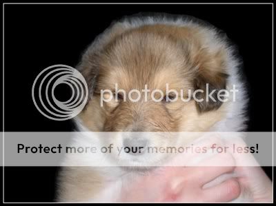 sable puppies in "Lovely Dream" KopiaKopiaP4150078