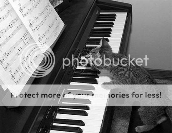 1000 pics game - Page 5 Cat-CatLeaningOnPianoKeysReadingMus