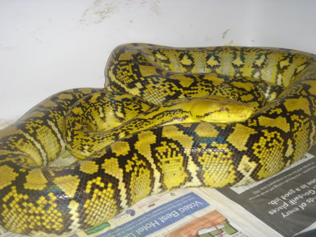 jungle retics - Reptile Forums