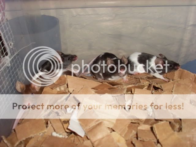 Young mice, male & female, West Wales Me003