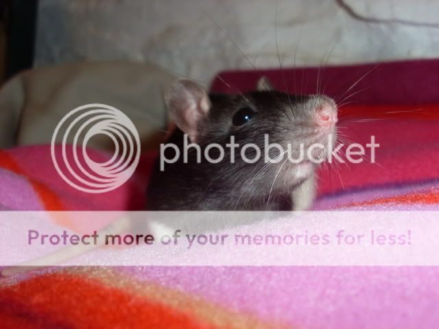 13 baby rats, West Wales but can travel Hoodiegirls002