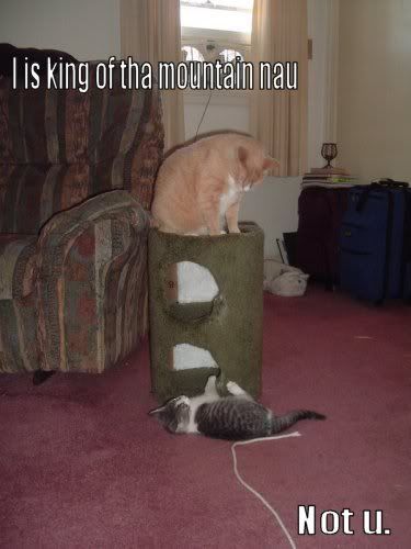 DoomKitten012.jpg
