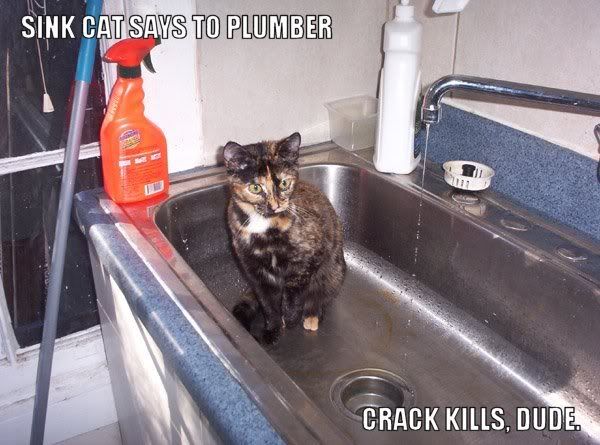 kitties1.jpg