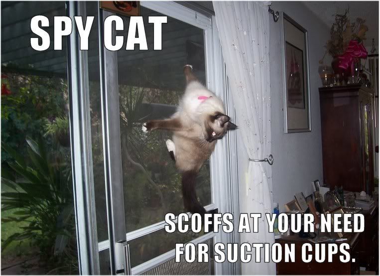 screencatyj0.jpg
