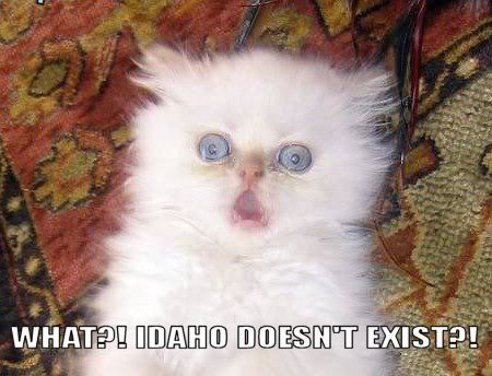 kitten_terrified-Copy.jpg picture by DenimCat