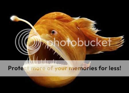 Image result for male angler fish attached to female