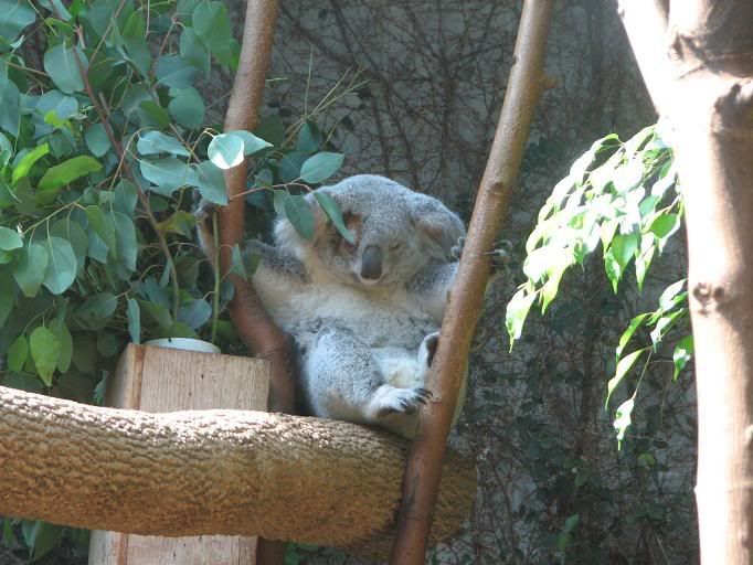 Join Bearville photo club here Koala