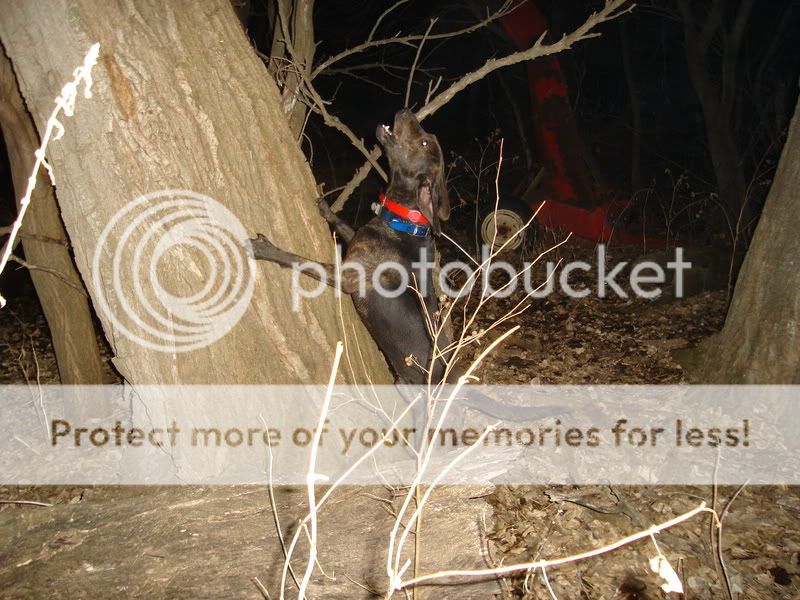 JUST A COUPLE TREE PICS DSC00259